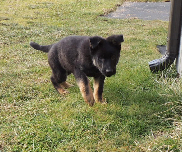 Vitorro blk collar male 2