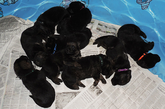 Tina x Gerry C Litter 15 days old