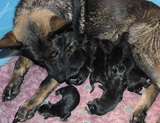 Tina X Gerry Newborns C Litter 3