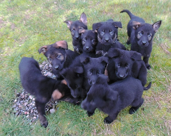 TinaGerry P Litter 6 wks8