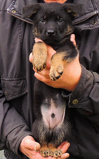 Tina Gerry P Litter BiColor male 7 wks