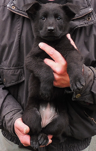 Tina Gerry P Litter Blk Female Pink collar 7 wks