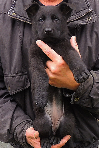 Tina Gerry P Litter Blk Female Red collar 7 wks