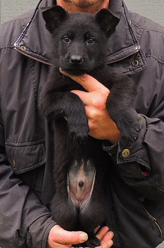 Tina Gerry P Litter Blk Male Royal Blue collar 7wks