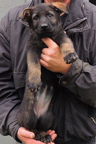 Tina Gerry P Litter Blk Sable female Pink collar 7 wks