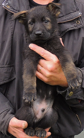 Tina Gerry P Litter Blk Sable Male Dk Green collar 7 wks