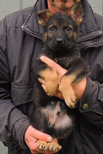 Tina Gerry P Litter Blk Sable male Lt Blue Collar 7 wks