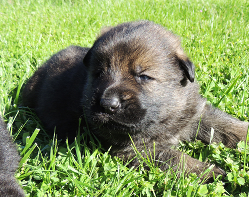 Tobi Dino Royal blue sable male 20 days