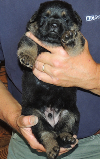 Tobi Dino BiColor male 2.5 wks 200