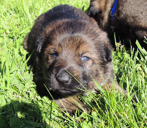 Tobi Dino Blk Sable Fe Pink collar 20 days