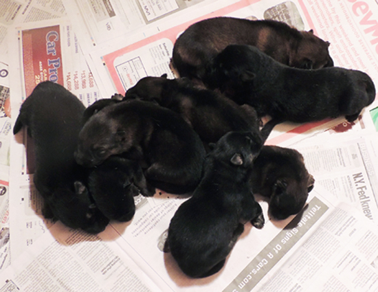 Tobi x Ivo pups 4 days old_550w