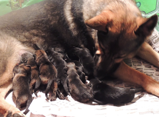 Tobi x ivo litter 8 hrs old 2