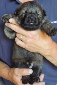 Tobi Dino blk sable male 2.5 wks