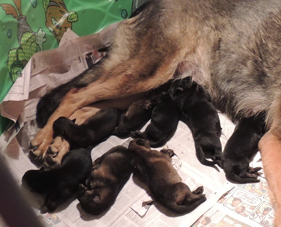 Tobienne x ivo litter 24 hrs old