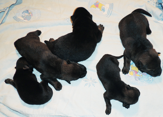 Tobiennes 5 pups 1 week old