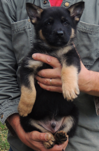 Tobienne x Ivo Lime collar BiCOlor male 8 wks