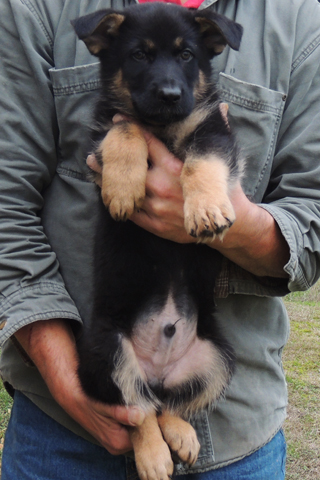 Tobienne x ivo Royal Blue BiColor male 8 wks