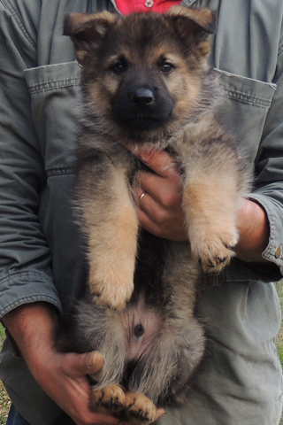 Tobienne x Ivo blk collar sable male 8 wks