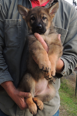 Tobienne x Ivo pumpkin collar female 8 wks