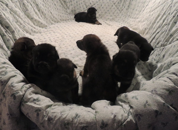 Tobienne x Ivo pups 3 wks