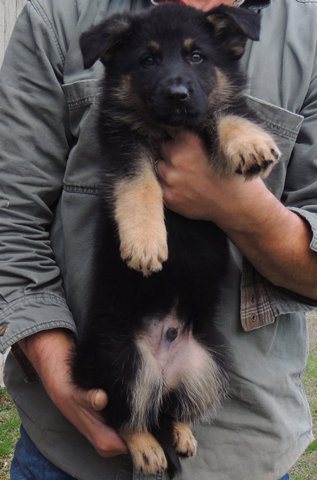 Tobienne x ivo Red Collar BiCOlor male 8 wks