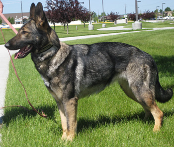 Dogs-----Schraderhaus German K9---253-843-1123---- Shepherd