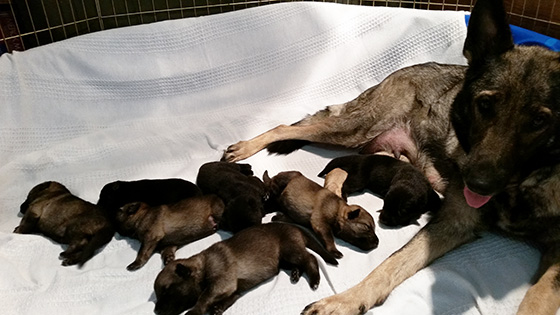 Trina Hurican F Litter 10 days 2