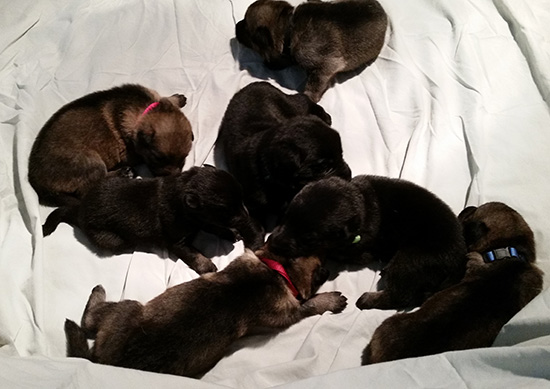 Trina Hurican F Litter 15 days