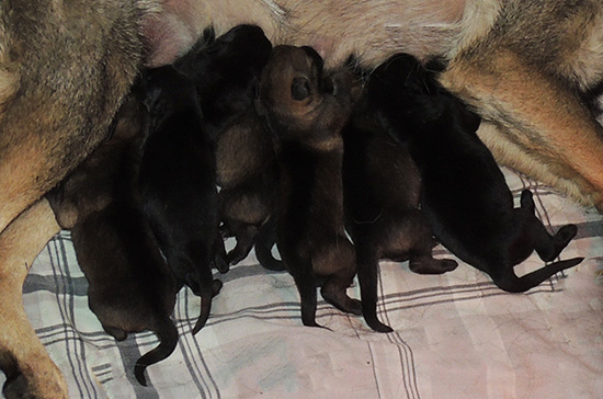 Trina Hurican F Litter 24 hrs 2