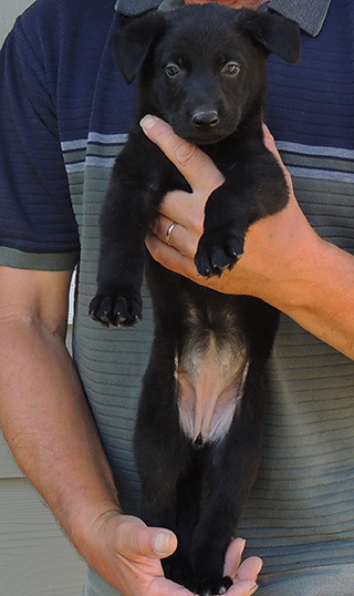 Trina hurican F Litter Black female 6 wks