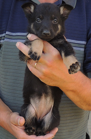 Trina Hurican F Litter Little BiColor female 6 wks