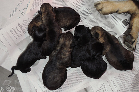 Trina Hurican F Litter Newborns2