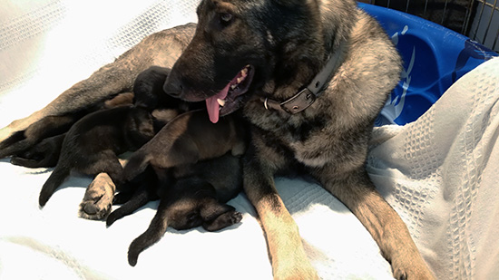 Trina Hurican F Litter 10 days