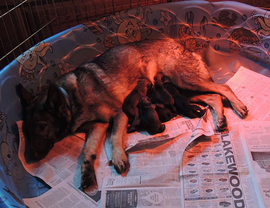 Trina Hurican F Litter Newborns1