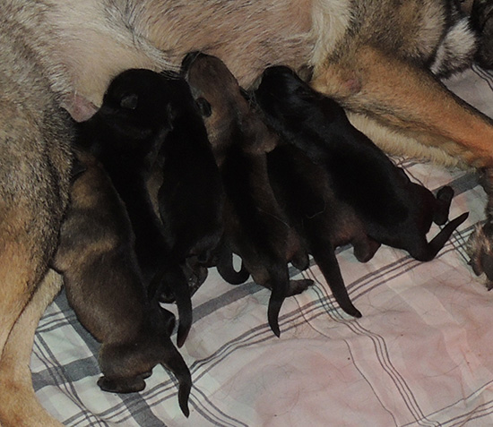 Trina Hurican F Litter pups 24 hrs