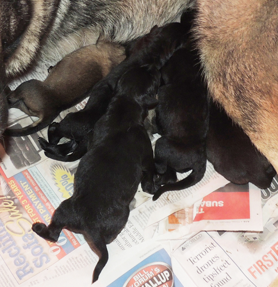 Trina Lord N Litter Newborn 1