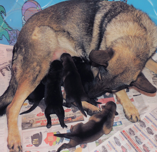 Trina Lord N Litter 2 days old 2