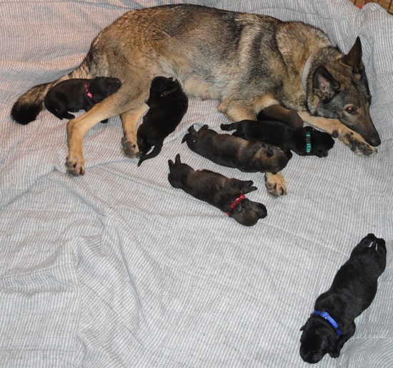 Trina's N Litter with Tobienne's two little M LItter males