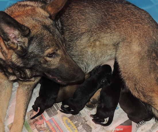 Trina Lord N Litter Newborn 3