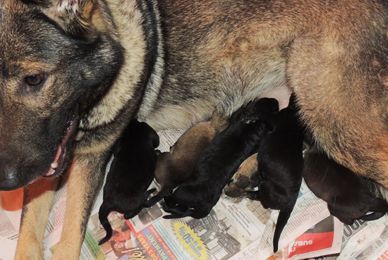 Trina Lord N Litter Newborn 2