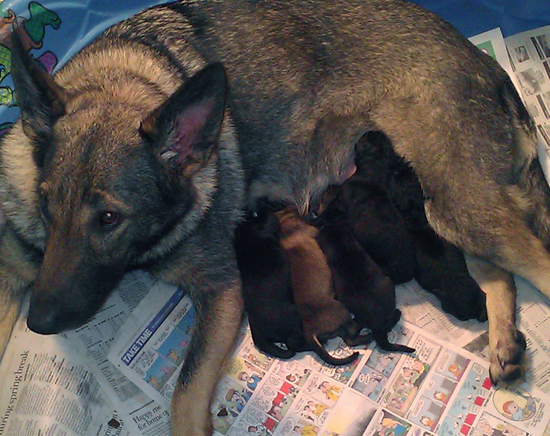 Trina x Lord N Litter newborns_tired but happy