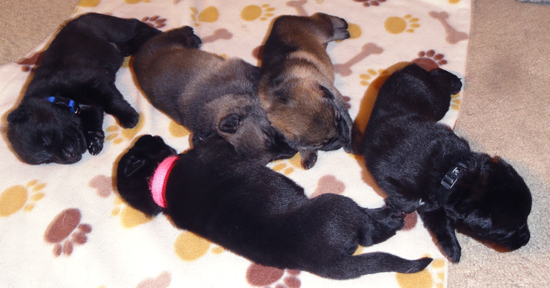 Trina Lord N Litter pups 13 days old