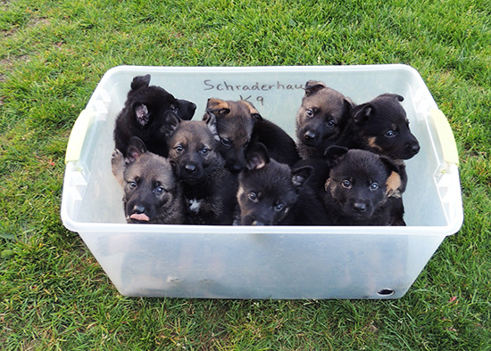 Transport to the Outdoor Kennel
