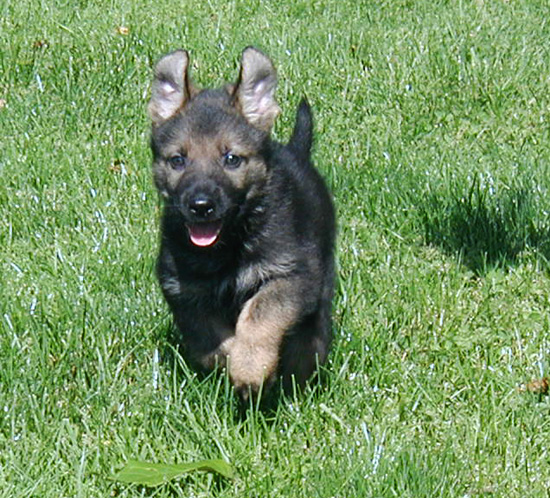 Y litter turquoise male 5.5 wks