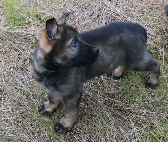 itti Lux Turquoise collar blk sable male 8 wks550w