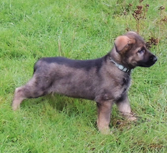 Turquoise collar sable mals 2