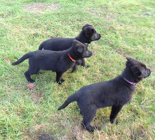 Turquoise male, orange female, dusty rose male