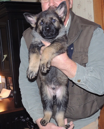 Tyran 7.5 wks 1