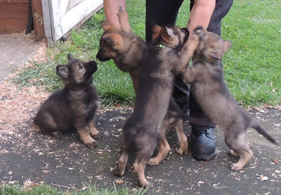 Utalia Ivo S Litter 7.5 wks 3