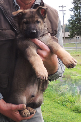 S Litter black collar sable male 7.5 wks